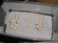 eggs 002 (Small).jpg