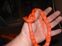 eggs 025 (Small).jpg