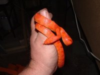 eggs 029 (Small).jpg