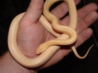 eggs 021 (Small).jpg