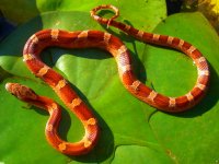 Lova Third Shed October 2010 008cr.jpg