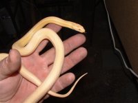 eggs 024 (Small).jpg