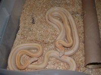 eggs 011 (Small).jpg