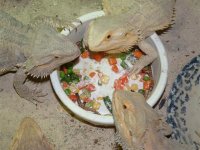 eggs 006 (Small).jpg