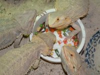 eggs 007 (Small).jpg