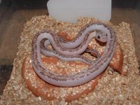 eggs 031 (Small).jpg