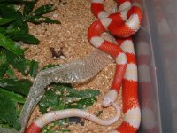 eggs 034 (Small).jpg