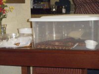 ReptiShow082210239.jpg