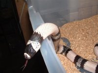 eggs 037 (Small).jpg