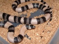 eggs 039 (Small).jpg