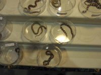 ReptiShow082210256.jpg
