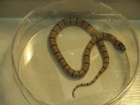 ReptiShow082210257.jpg