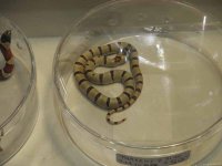 ReptiShow082210258.jpg