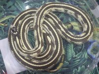 ReptiShow082210259.jpg