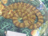 ReptiShow082210260.jpg