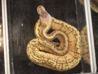 ReptiShow082210262.jpg