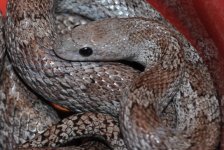 Hanna up close.jpg