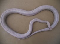 Jake the Snake 1.jpg