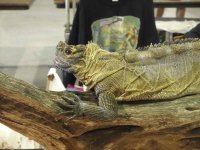 ReptiShow082210268.jpg