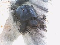 Snapper 1.jpg