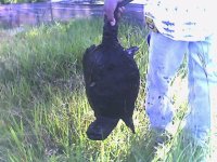 Snapper 2.jpg