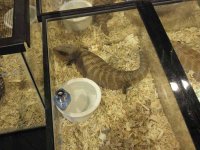 ReptiShow082210277.jpg