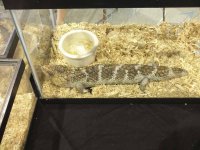 ReptiShow082210278.jpg