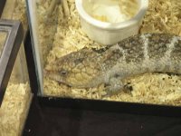 ReptiShow082210279.jpg