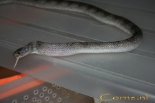 Pewter m 1-2-09 b.jpg