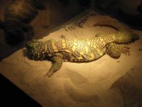 ReptiShow082210296.jpg