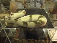 ReptiShow082210299.jpg