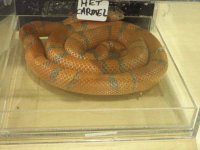 ReptiShow082210300.jpg