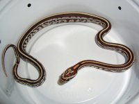 Gartersnake's First Meal 002cr.jpg