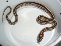 Gartersnake's First Meal 001cr.jpg