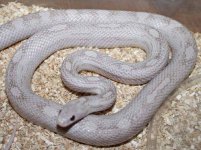 HypoLavMotmale.JPG