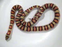 IMG_1225.JPG