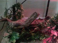 Vivarium2.jpg