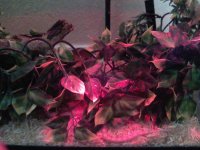 Vivarium1.jpg