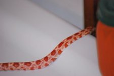 licorice.jpg
