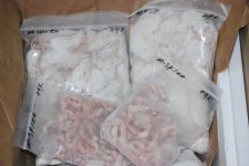 miceshipment.jpg