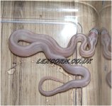 LavStripe_neonateLgo.JPG