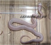 LavStripe_neonateLgo02.JPG