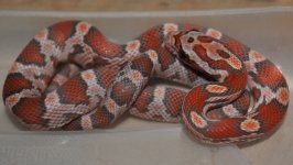 DSC_2681.JPG