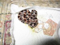 Canon PHB Individual Pics 020209 023.jpg