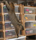 Helper3.JPG