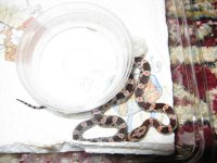 Canon PHB Individual Pics 020209 024.jpg