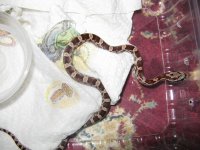 Canon PHB Individual Pics 020209 003.jpg