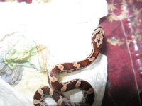 Canon PHB Individual Pics 020209 004.jpg