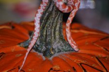 candypumpkin.jpg