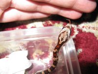 Canon PHB Individual Pics 020209 005.jpg